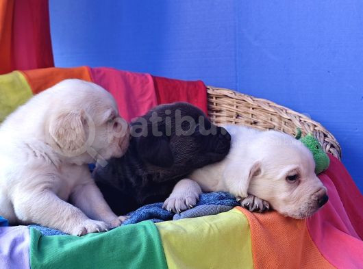 Si̇yah Ve Şampanya Renk Orji̇nal Labrador Yavrular görsel