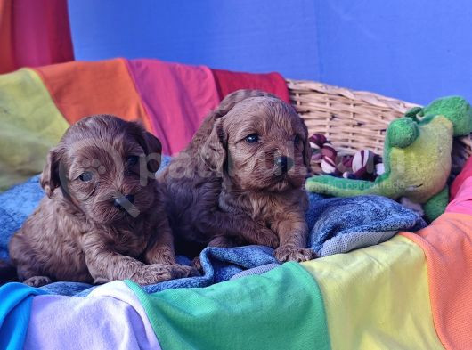 Kizil Renk Orji̇nal Cavapoo Yavrular görsel