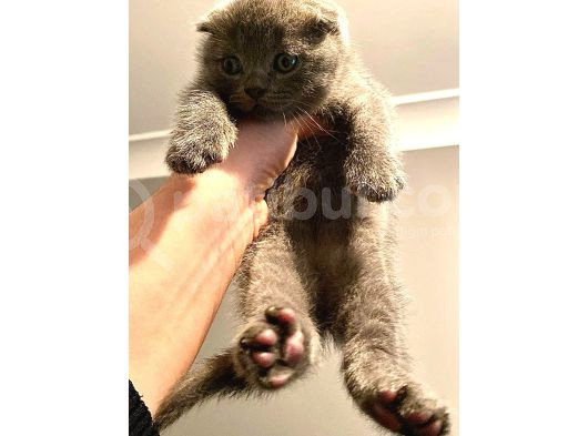 Saf Irk Scottish Fold Bebekler görsel