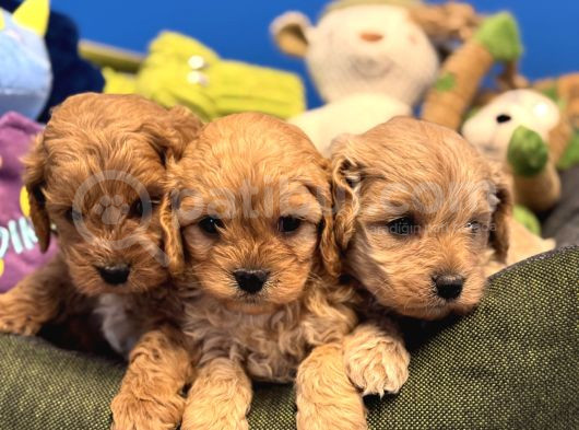 OYUNCAK SURAT MALTİPOO BEBEKLERİMİZ
