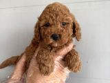 Oyuncak Surat Çok Özel Poodle Bebekleri̇mi̇z