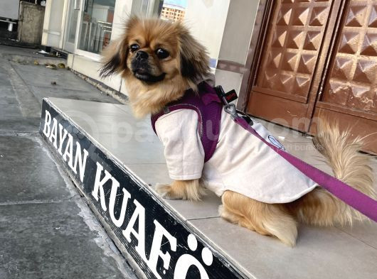 Kızım Lili Ücretli görsel