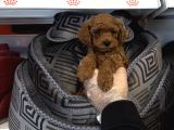 Red Browne Toy Poodle Bebekleri̇mi̇z