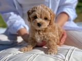 Minik Maltipoo Yavrularımız