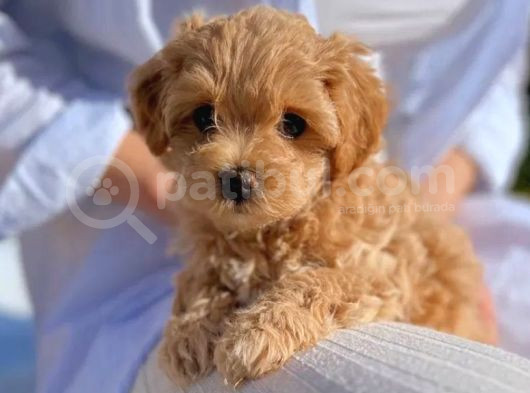 Minik Maltipoo Yavrularımız görsel