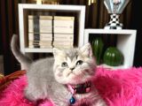 British Shorthair Silver Yavrular