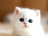 Süt Beyaz Silver Ns1133 British Shorthair