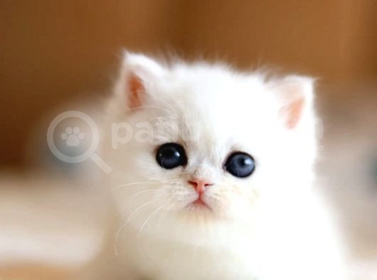 Süt Beyaz Silver Ns1133 British Shorthair görsel