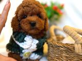 TOY POODLE IRKININ EN İYİSİ