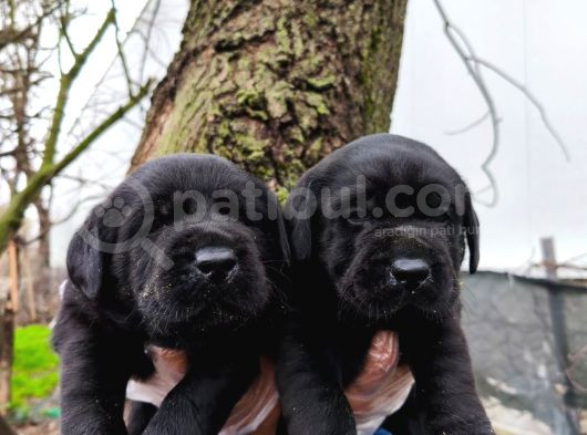 Di̇şi̇ Labrador Yavrular görsel