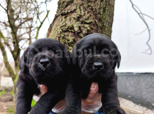 Di̇şi̇ Labrador Yavrular görsel