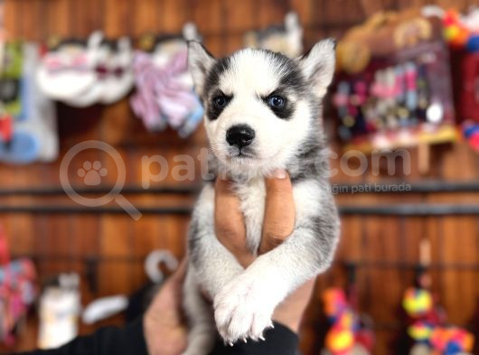 Herkesin Hayali Husky Bebekler görsel