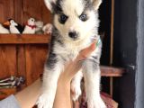 Herkesin Hayali Husky Bebekler