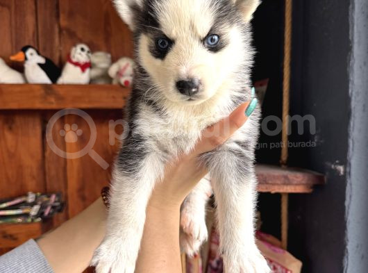 Herkesin Hayali Husky Bebekler görsel