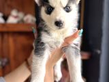 Herkesin Hayali Husky Bebekler