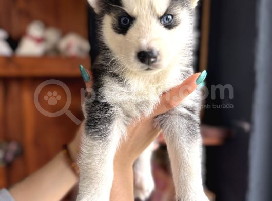 Herkesin Hayali Husky Bebekler görsel