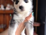 Herkesin Hayali Husky Bebekler