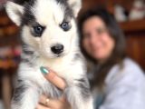 Herkesin hayali Husky bebekler