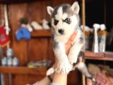 Herkesin Hayali Husky Bebekler