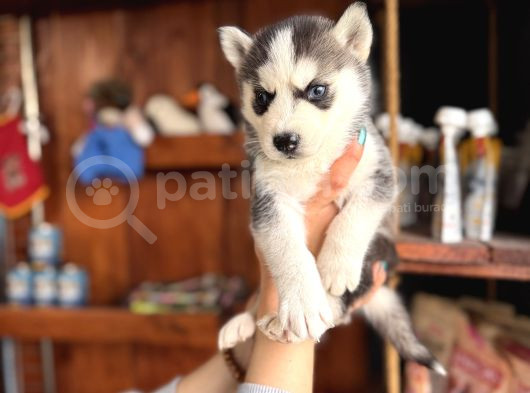 Herkesin Hayali Husky Bebekler görsel