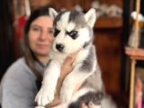 Herkesin Hayali Husky Bebekler