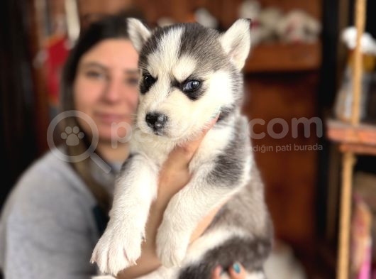 Herkesin Hayali Husky Bebekler görsel
