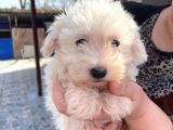 Kar Beyazı Tüyleriyle Sevimliliğin Simgesi Maltese Terrier