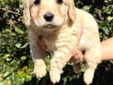 Sağlık Ve Irk Garantili Maltipoo