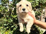 Sağlık Ve Irk Garantili Maltipoo