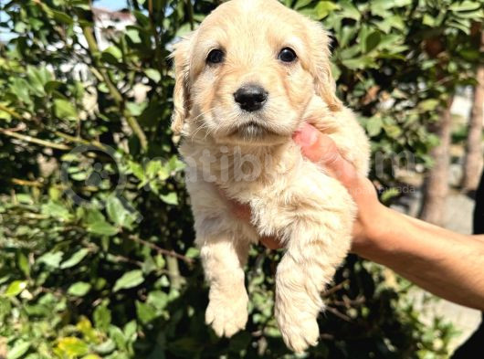 Sağlık Ve Irk Garantili Maltipoo görsel