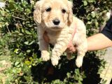 Sağlık ve ırk garantili maltipoo