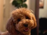 1 Bucuk Yaşında Poodle Erkek