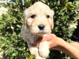 Sağlık Ve Irk Garantili Maltipoo