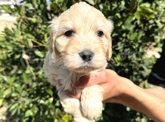 Sağlık Ve Irk Garantili Maltipoo görsel