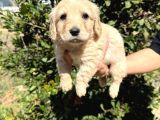 Sağlık Ve Irk Garantili Maltipoo