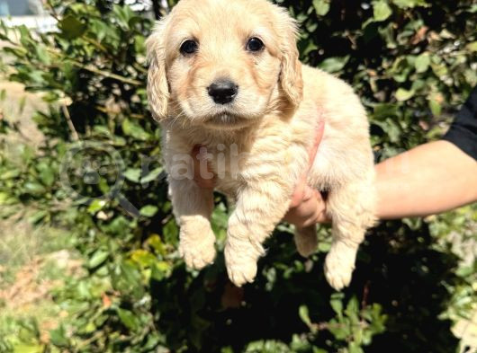 Sağlık Ve Irk Garantili Maltipoo görsel