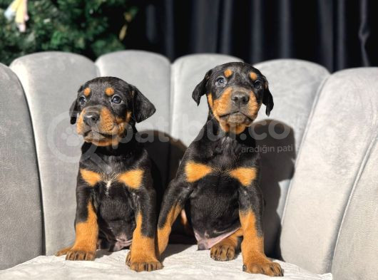King Doberman Yavrularımız Sizlerle görsel