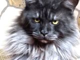 Safkan Sağlıklı  Şecereli Maine Coon Yavruları