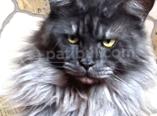 Safkan Sağlıklı  Şecereli Maine Coon Yavruları görsel