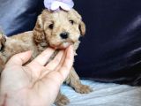 Anne Altından Kore Kan Mini Maltipoo