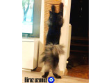 Safkan Sağlıklı  Şecereli Maine Coon Yavruları