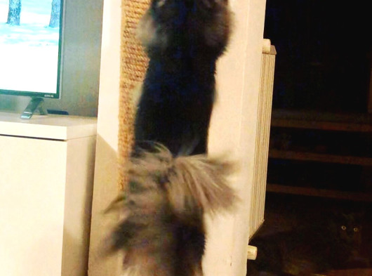 Safkan Sağlıklı  Şecereli Maine Coon Yavruları görsel