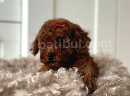 ÇOK ÖZEL TOY POODLE YAVRULARIMIZ