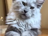 Safkan Sağlıklı  Şecereli Maine Coon Yavruları