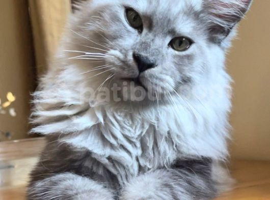 Safkan Sağlıklı  Şecereli Maine Coon Yavruları görsel