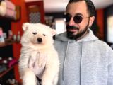 Mavi gözlü dişi samoyed ödüllü babadan mükemmel yavru