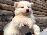 Mavi Gözlü Dişi Samoyed Ödüllü Babadan Mükemmel Yavru