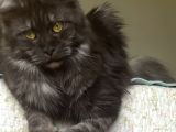 Safkan Sağlıklı  Şecereli Maine Coon Yavruları
