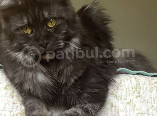 Safkan Sağlıklı  Şecereli Maine Coon Yavruları görsel