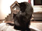 Safkan Sağlıklı  Şecereli Maine Coon Yavruları